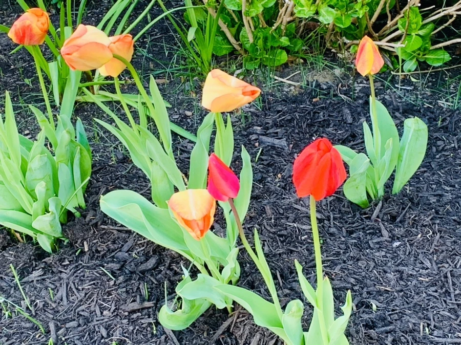 IMG_4178.jpg?type=w966