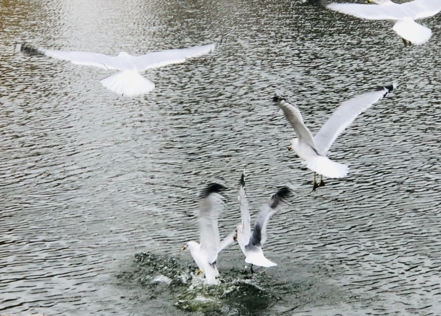 IMG_3282.jpg?type=w966