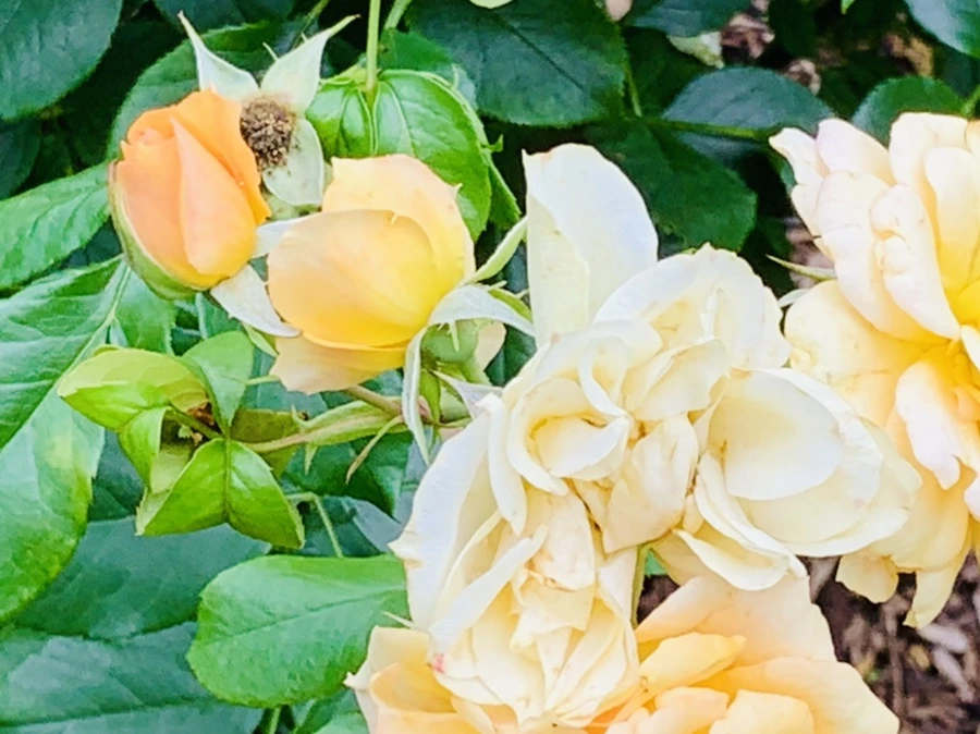 IMG_0451.jpg?type=w966