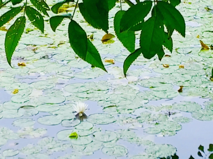 IMG_9159.jpg?type=w966