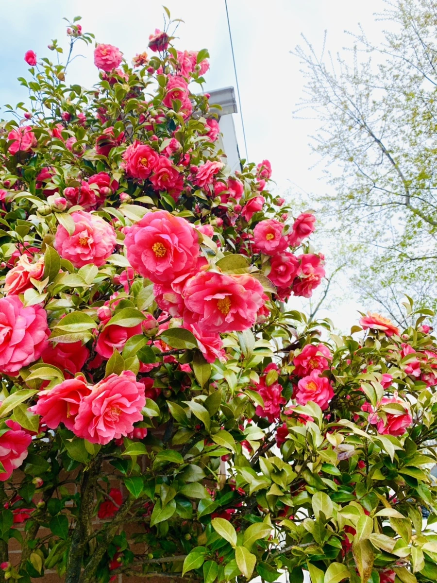 IMG_2910.jpg?type=w966