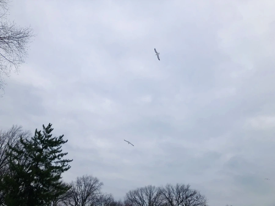 IMG_7569.jpg?type=w966