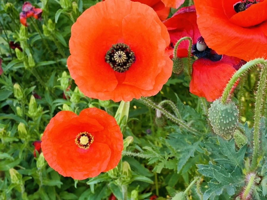 IMG_3490.jpg?type=w966