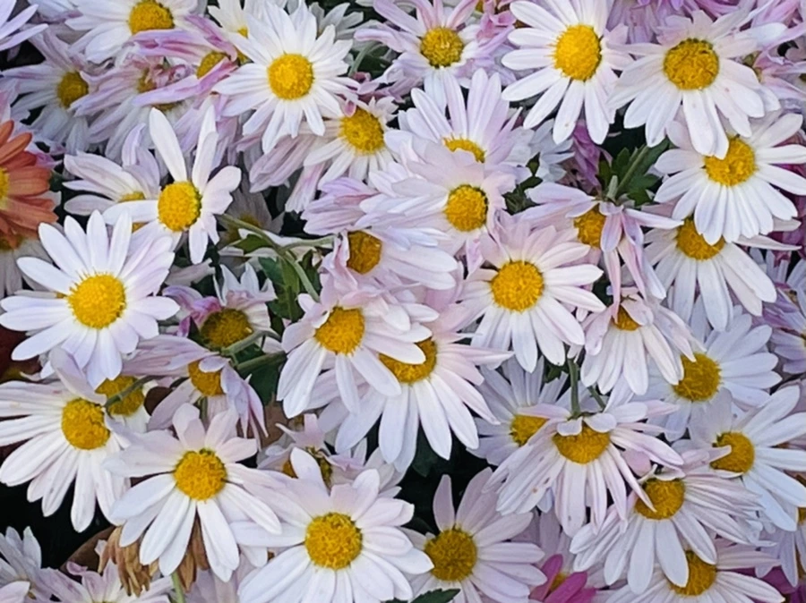 IMG_1139.jpg?type=w966