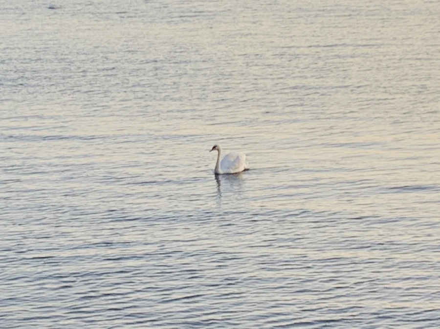 IMG_9527.jpg?type=w966