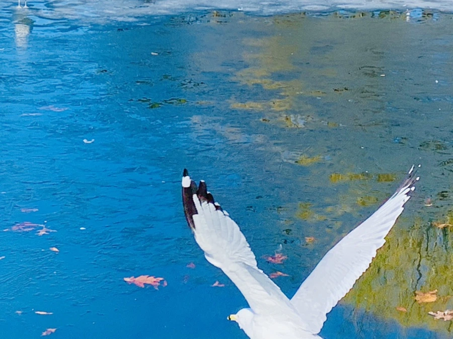 IMG_6972.jpg?type=w966