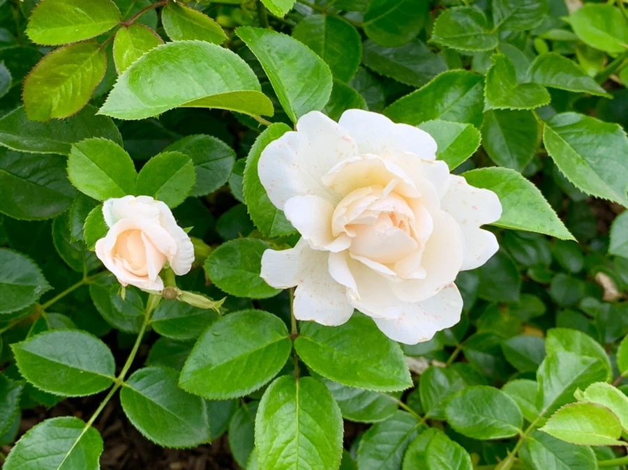 IMG_2674.jpg?type=w966