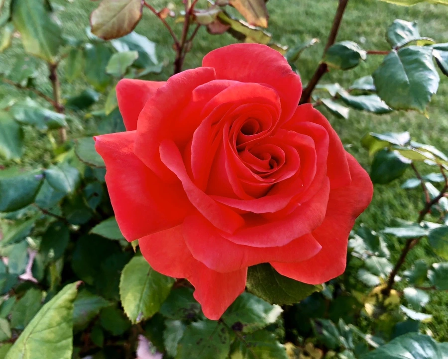 IMG_7693.jpg?type=w966