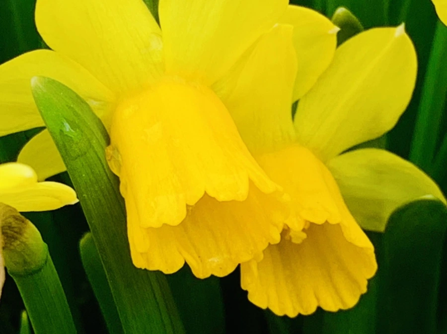 IMG_4041.jpg?type=w966