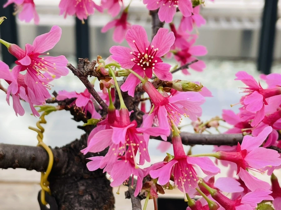 IMG_4182.jpg?type=w966