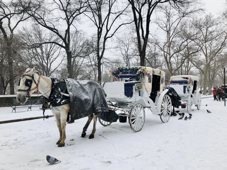 IMG_3730.jpg?type=w966