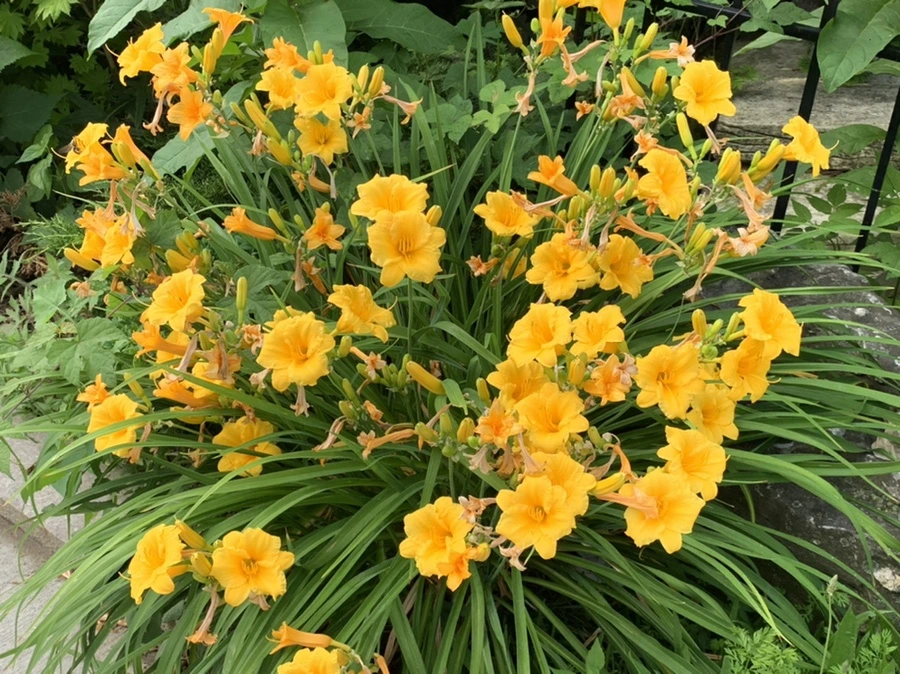 IMG_6017.jpg?type=w966