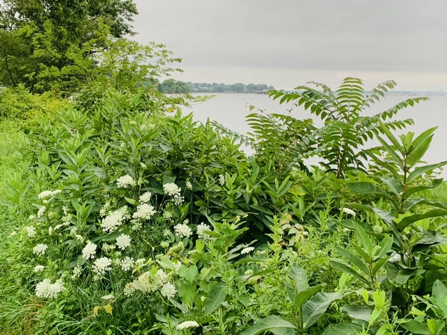 IMG_7116.jpg?type=w966