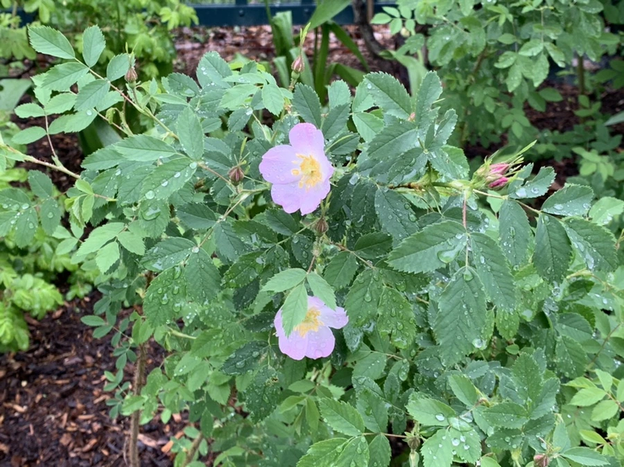 IMG_0035.jpg?type=w966