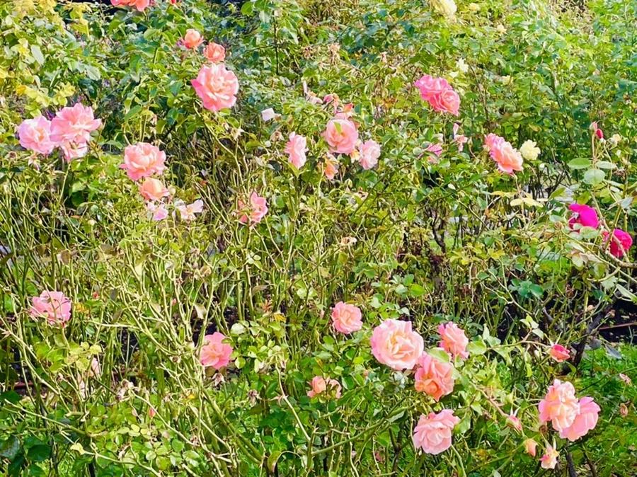 IMG_0991.jpg?type=w966