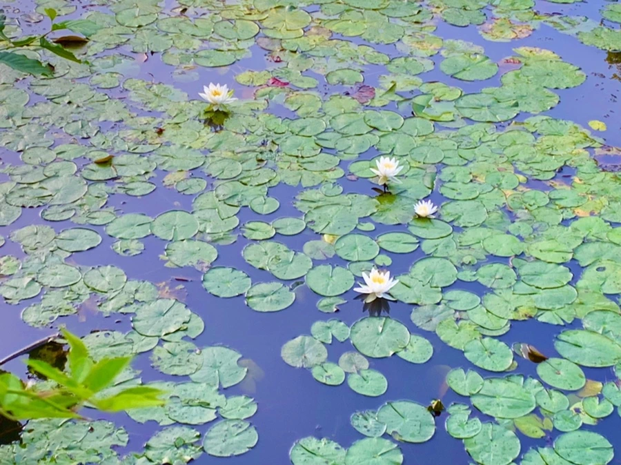 IMG_0760.jpg?type=w966