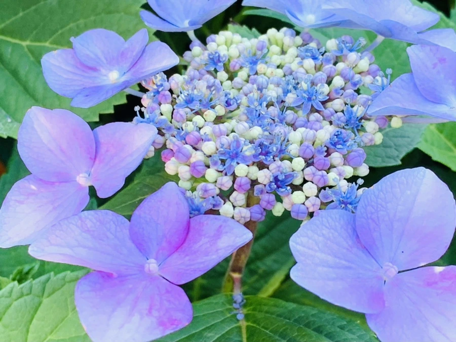 IMG_6302.jpg?type=w966