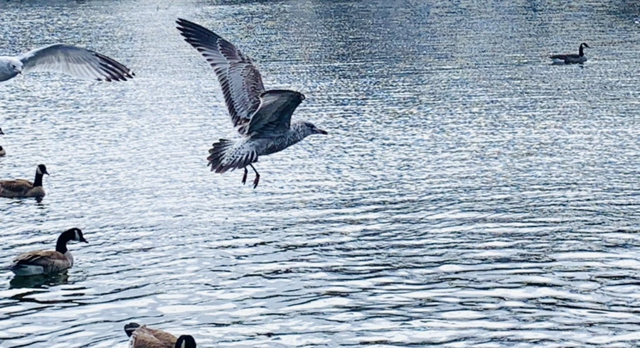 IMG_7822.jpg?type=w966