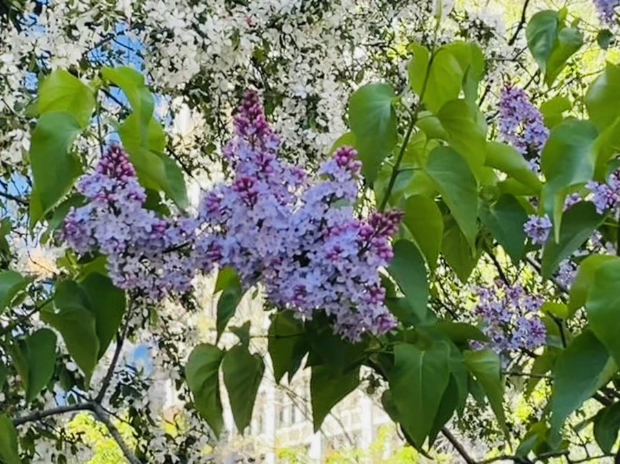 IMG_2370.jpg?type=w966