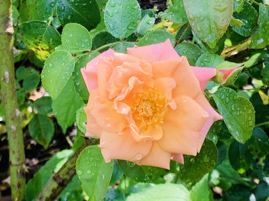 IMG_7347.jpg?type=w966