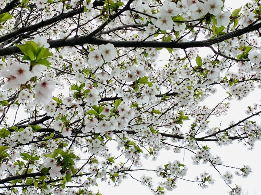 IMG_1317.jpg?type=w966