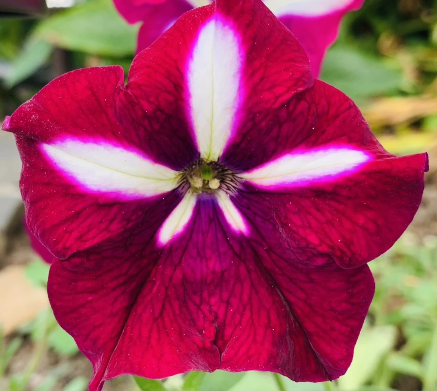 IMG_7346.jpg?type=w966