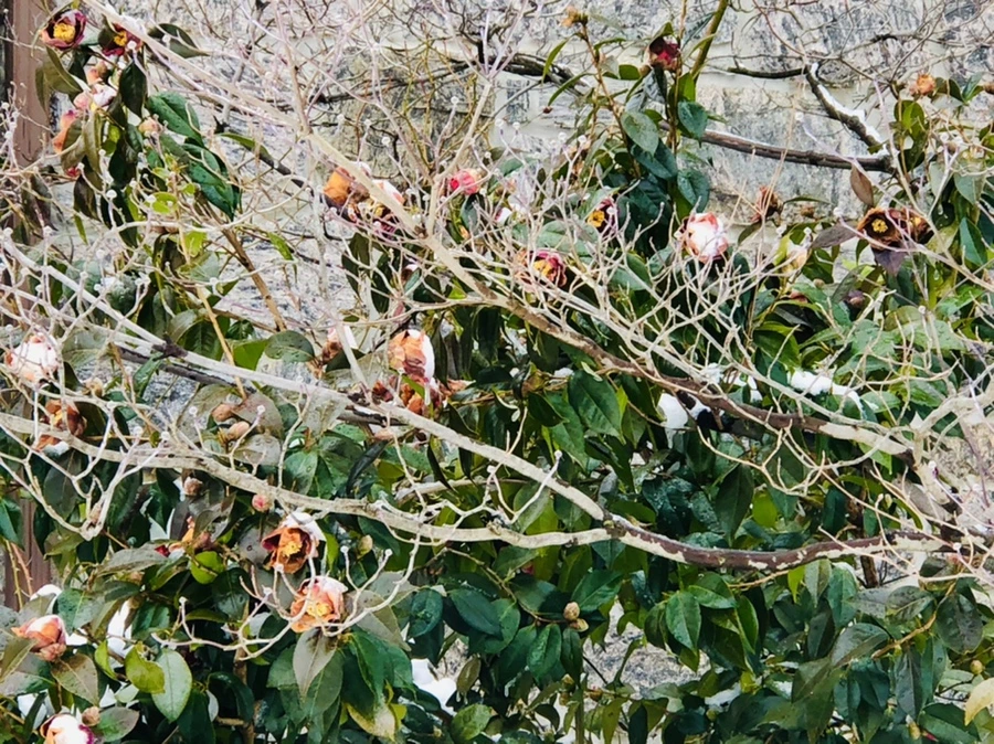 IMG_9080.jpg?type=w966