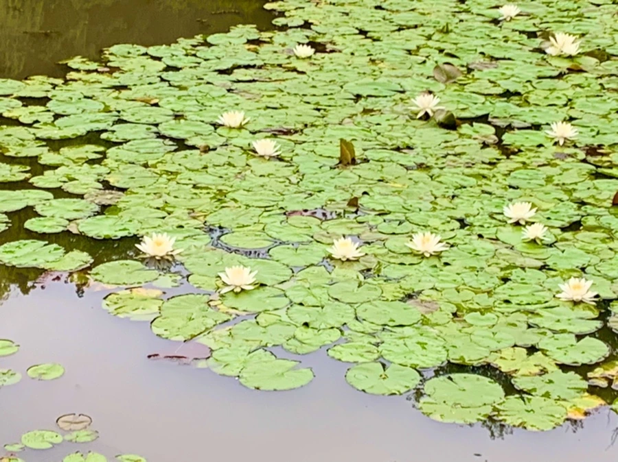 IMG_7157.jpg?type=w966