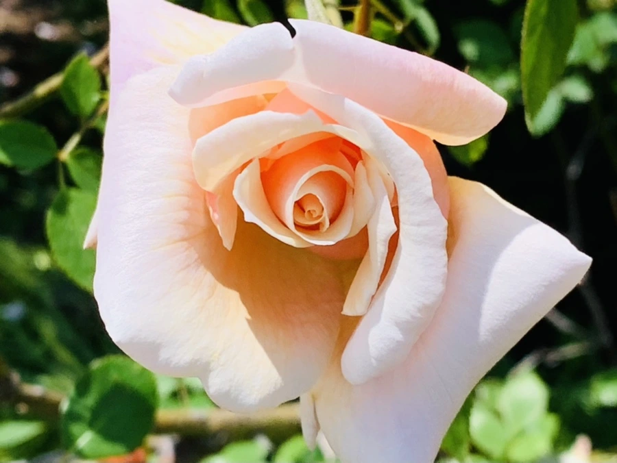 IMG_4297.jpg?type=w966