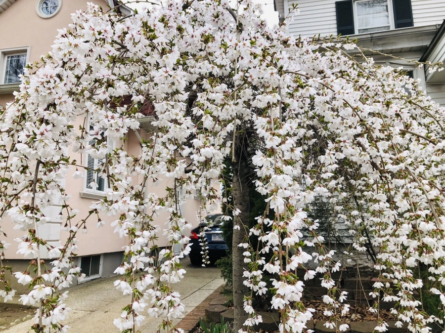 IMG_2754.jpg?type=w966