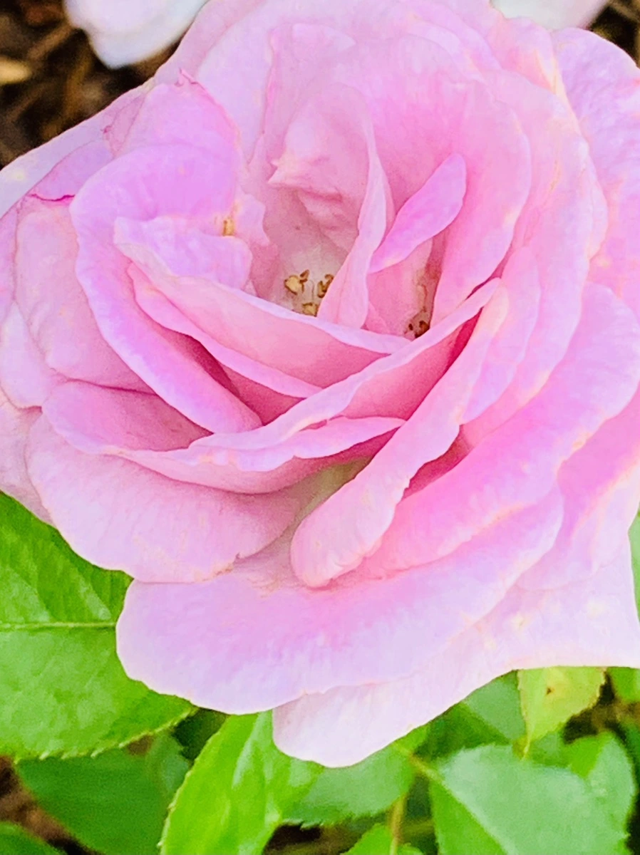 IMG_0522.jpg?type=w966