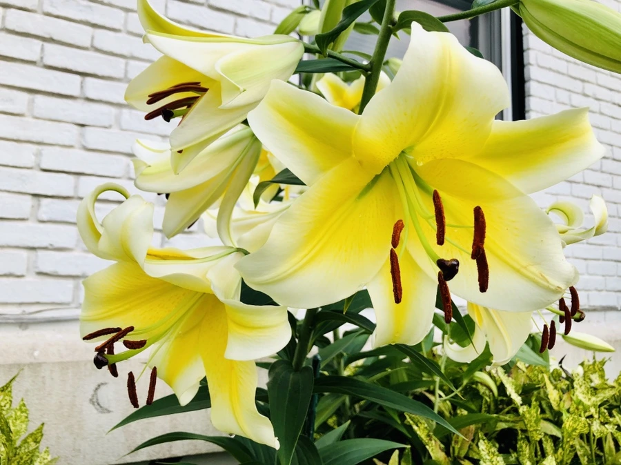 IMG_1748.jpg?type=w966