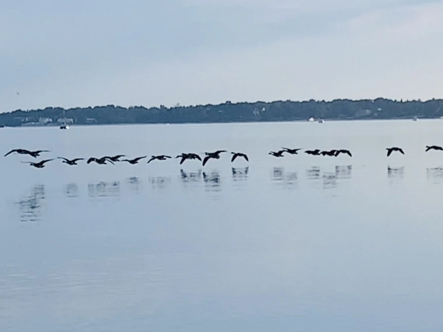 IMG_1455.jpg?type=w966