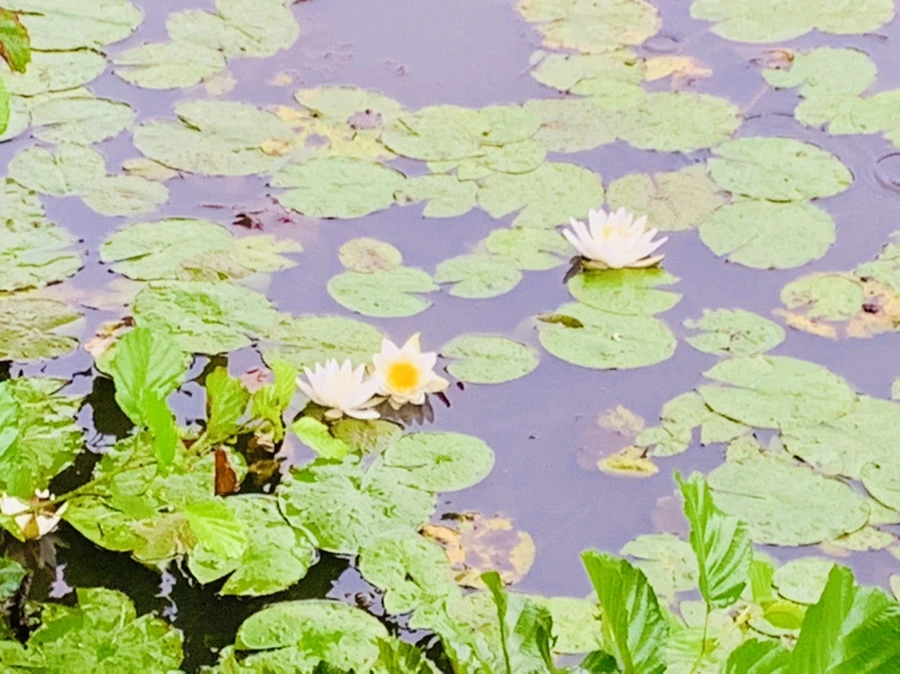 IMG_8337.jpg?type=w966