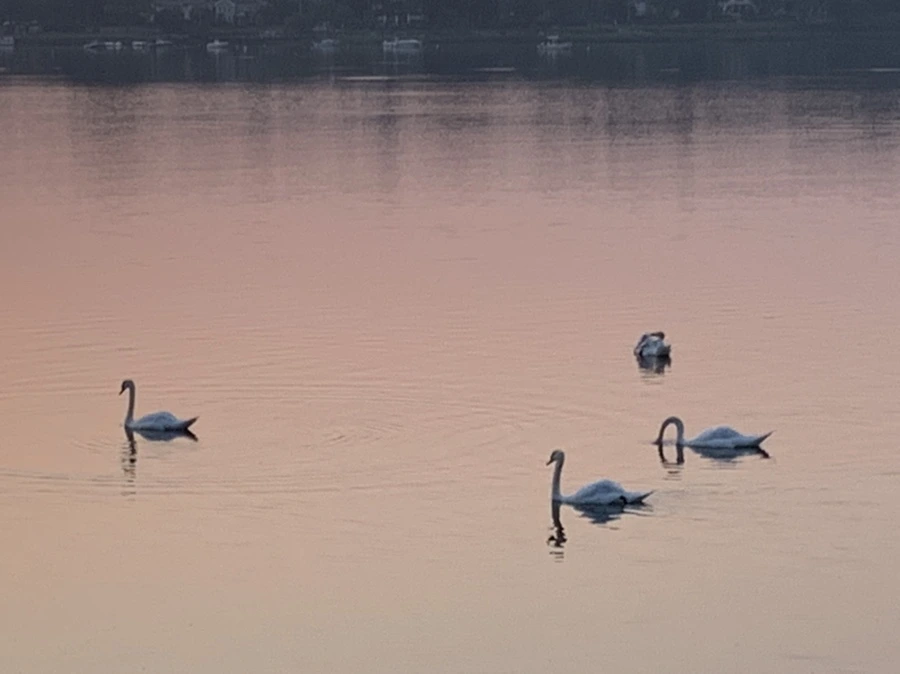 IMG_2027.jpg?type=w966