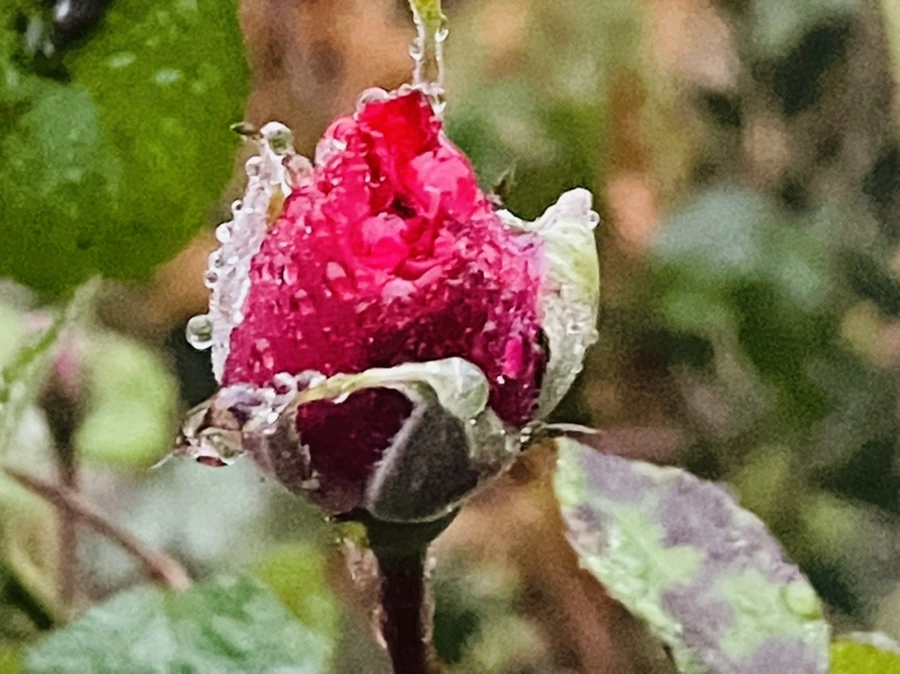 IMG_6389.jpg?type=w966