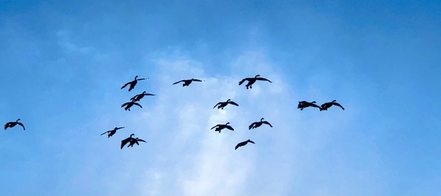 IMG_4960.jpg?type=w966