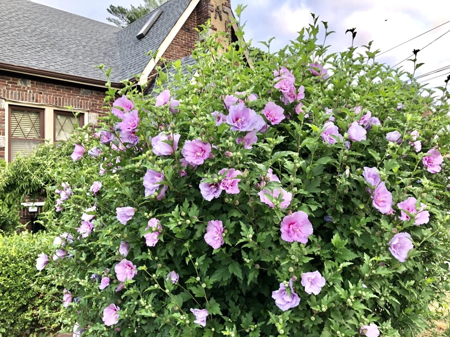 IMG_1594.jpg?type=w966