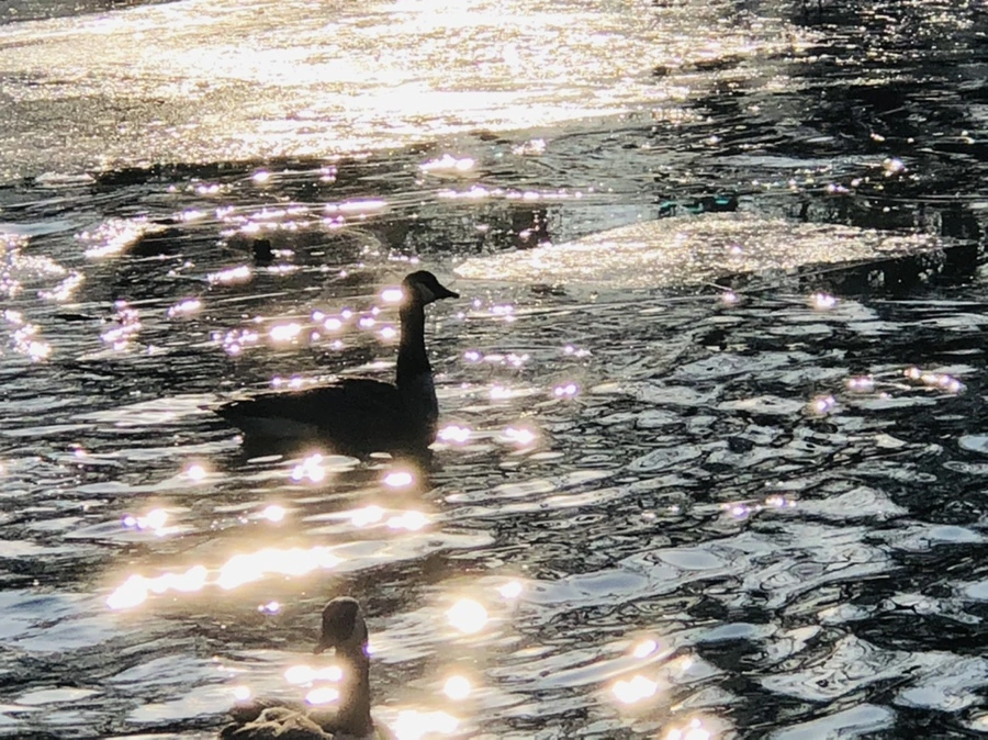 IMG_2827.jpg?type=w966