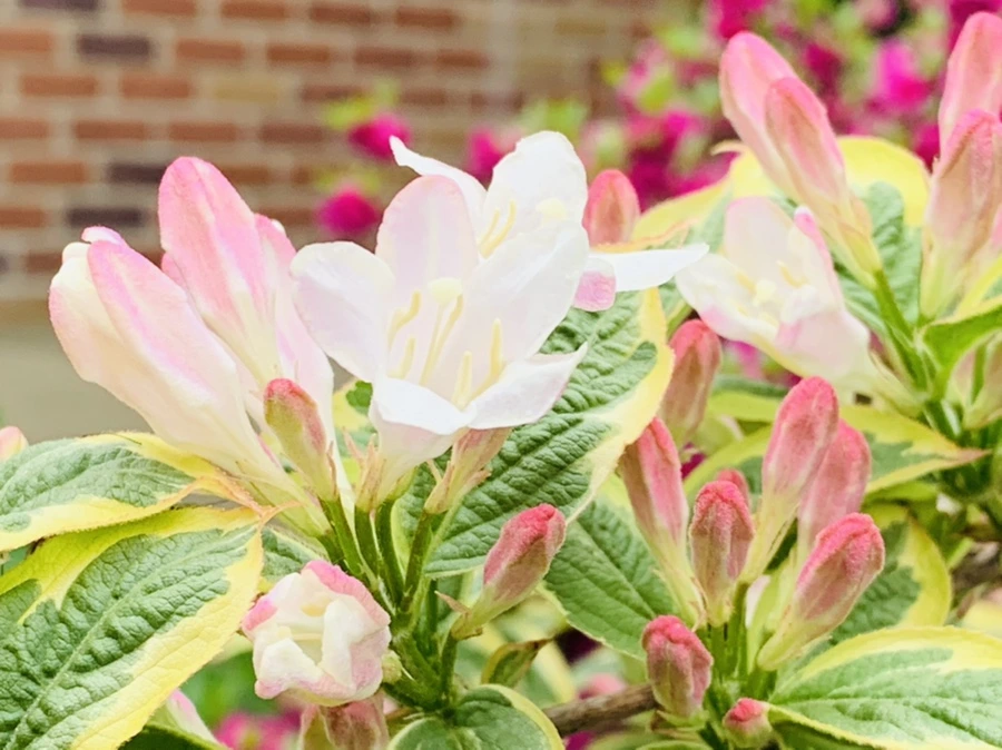 IMG_0914.jpg?type=w966