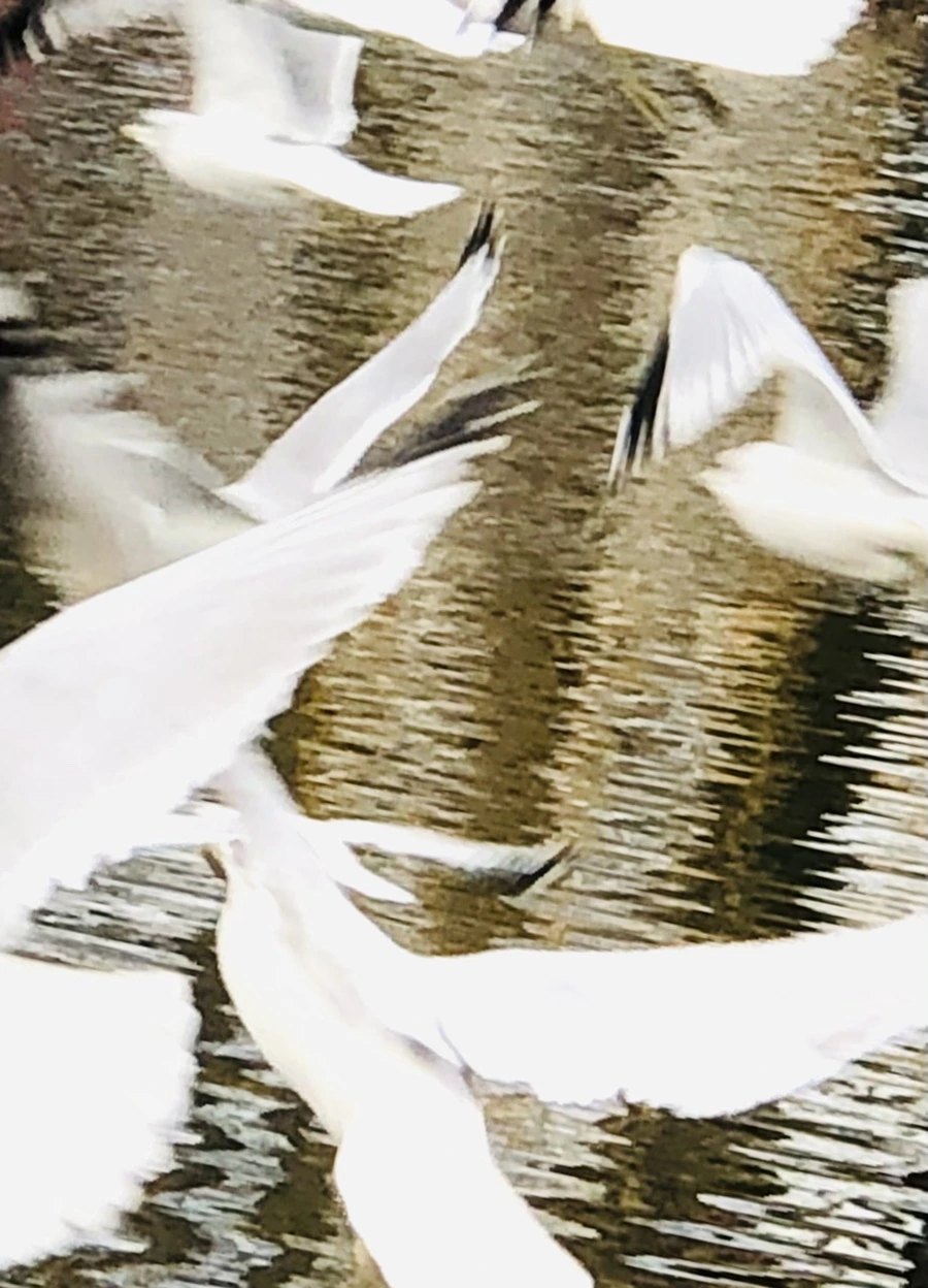 IMG_8637.jpg?type=w966