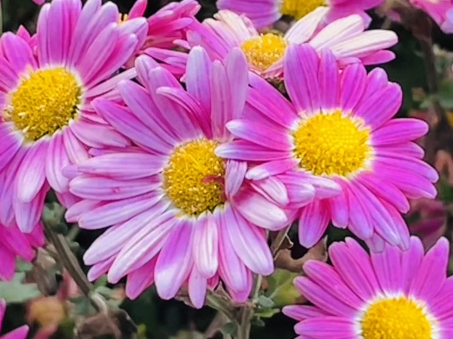 IMG_1187.jpg?type=w966