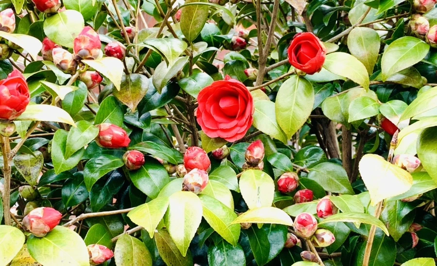 IMG_5914.jpg?type=w966