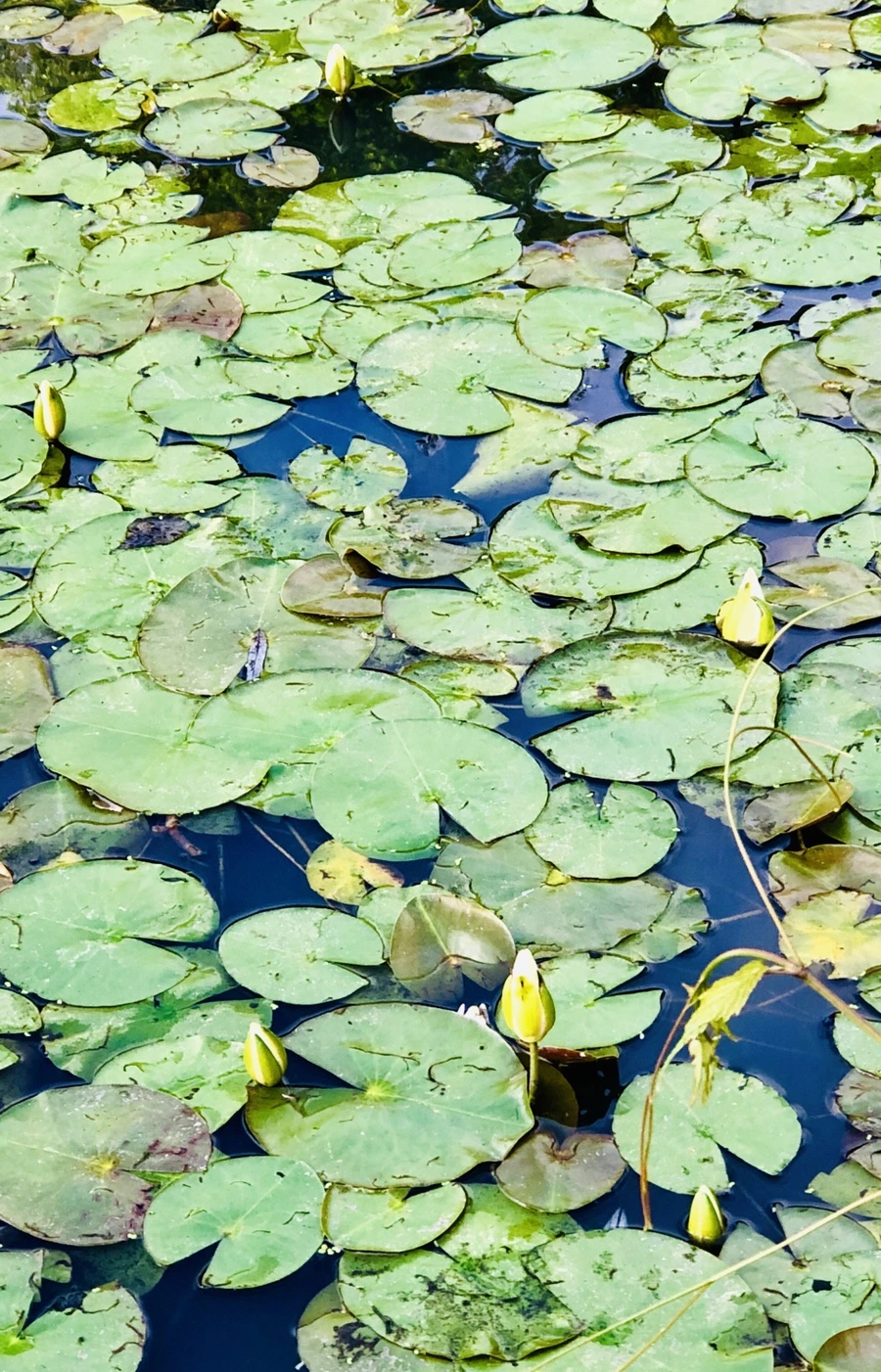 IMG_9206.jpg?type=w966