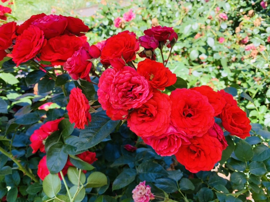 IMG_4138.jpg?type=w966