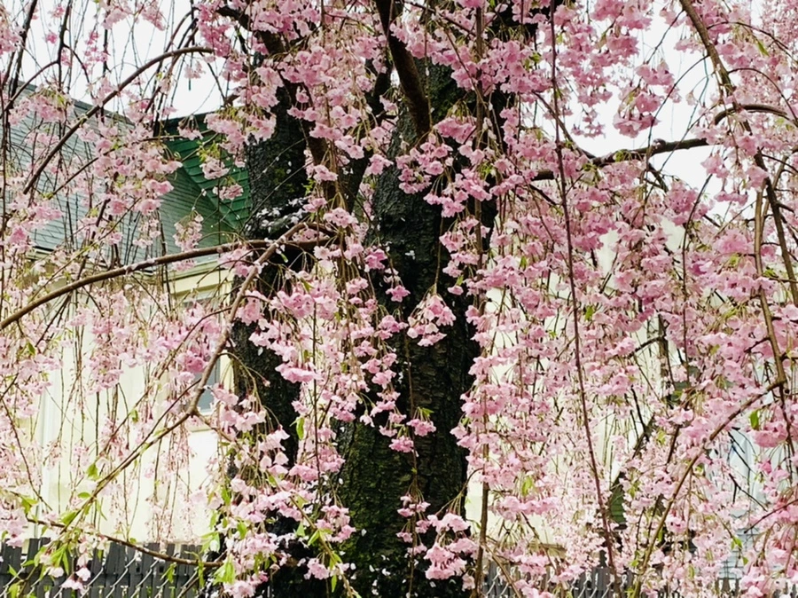 IMG_2284.jpg?type=w966