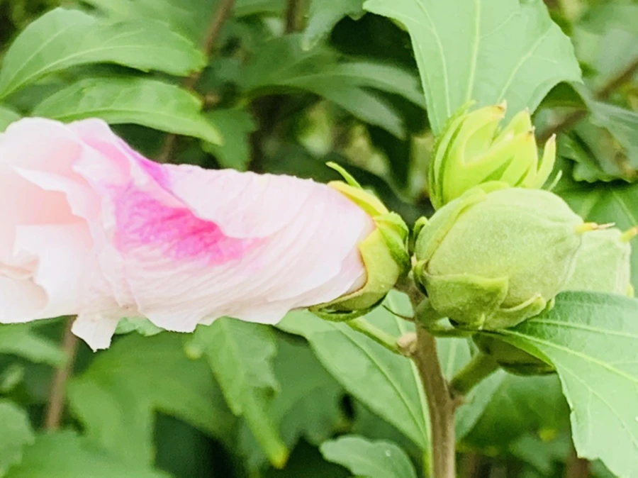 IMG_6013.jpg?type=w966