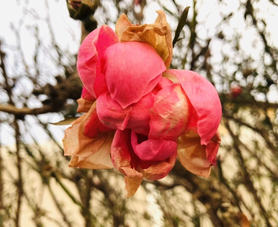 IMG_8194.jpg?type=w966