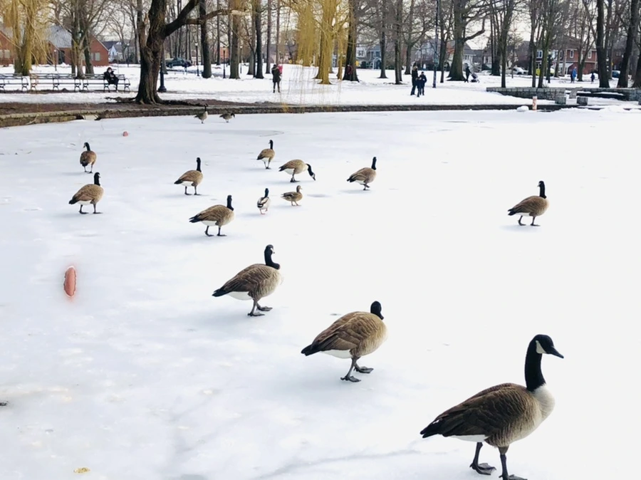 IMG_2931.jpg?type=w966