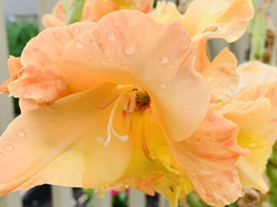 IMG_4484.jpg?type=w966